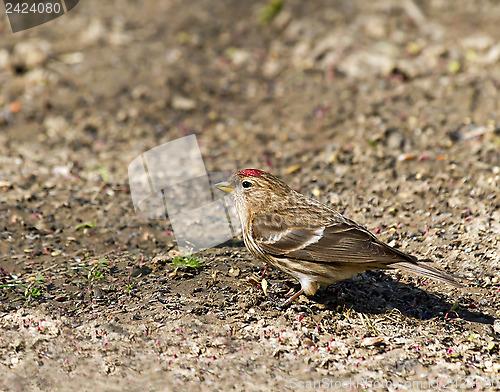 Image of Common Redpoll