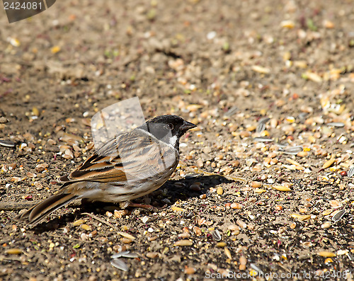 Image of Reed Bunting