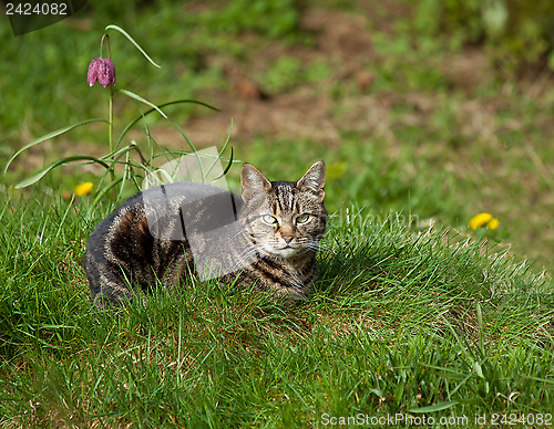 Image of Tabby Cat in Grass