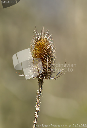 Image of Common Teasel Seed Head