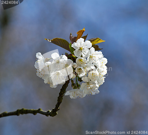 Image of White Blossom
