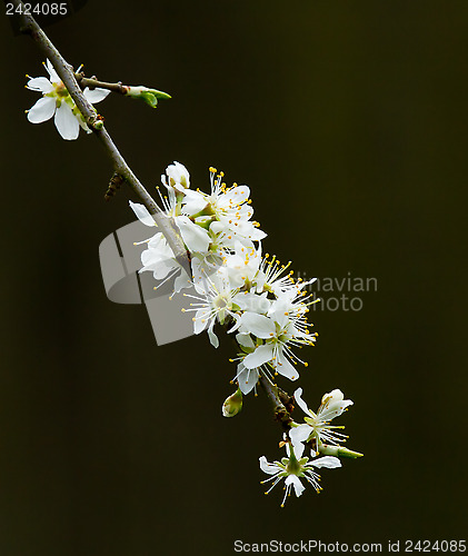 Image of White Spring Blossom