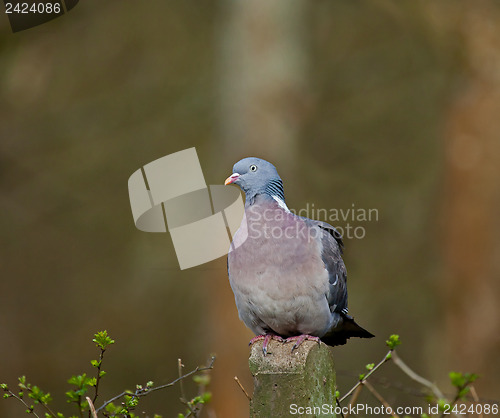 Image of Wood Pigeon