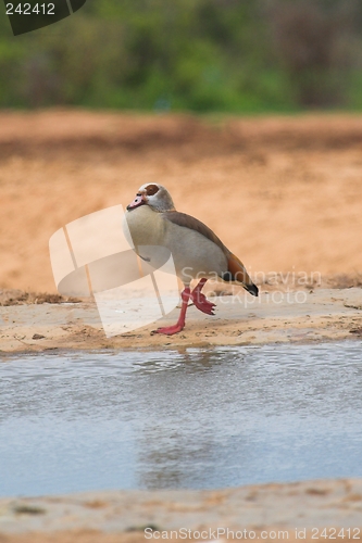 Image of egyptian goose