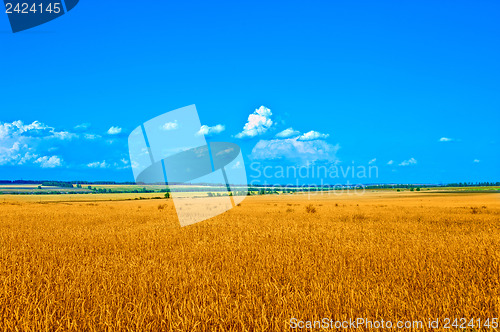 Image of Golden wheat field