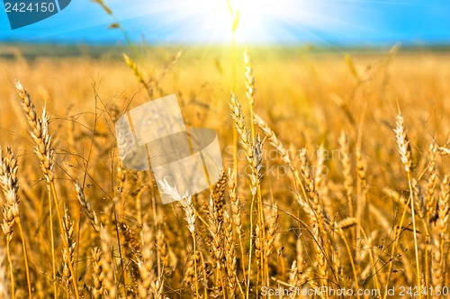 Image of wheat field