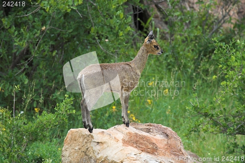 Image of klipspringer on rock