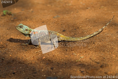 Image of blue headed lizard