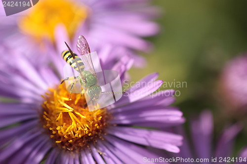 Image of An insect and the purple flower 3