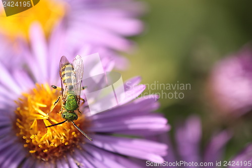 Image of An insect and the purple flower 2