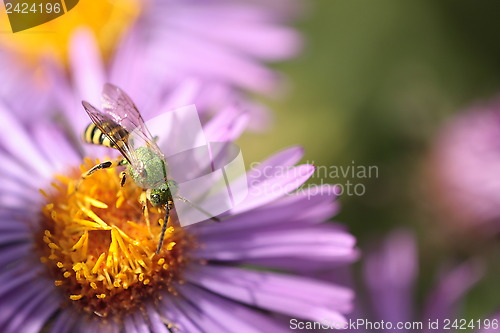 Image of An insect and the purple flower 1 