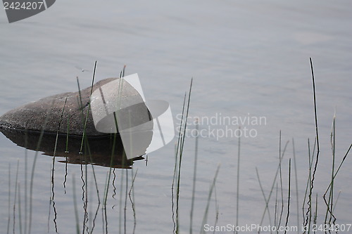 Image of Rock in background and grass