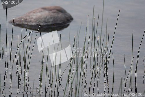 Image of Rock and not so tall grass