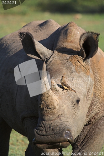 Image of rhino profile