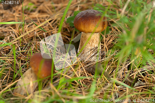 Image of Two ceps.