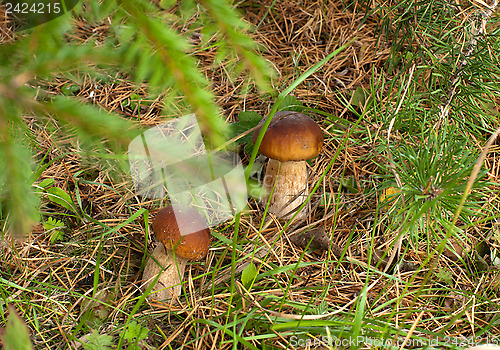 Image of Two ceps.