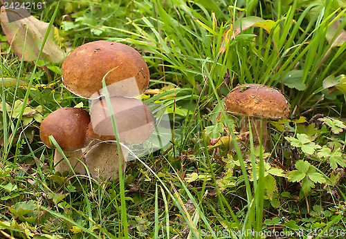 Image of Mushroom.