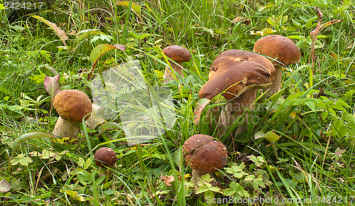 Image of Mushroom.