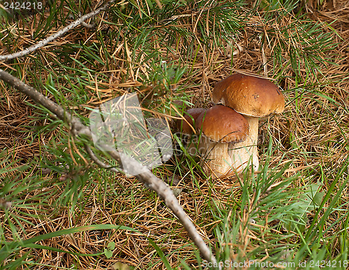 Image of Three ceps.