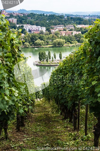 Image of Vineyards in Stuttgart