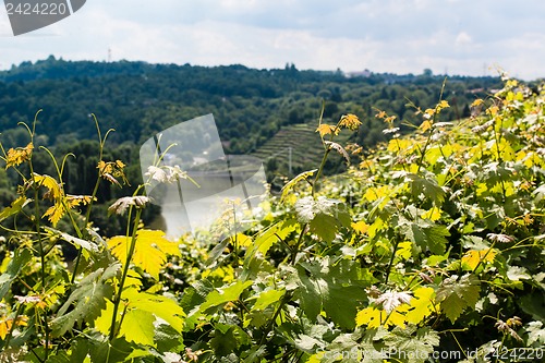 Image of Vineyards in Stuttgart