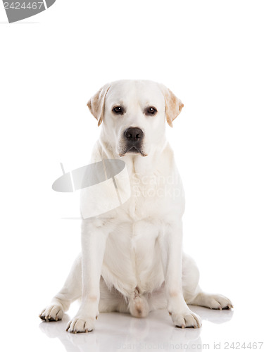 Image of Labrador dog sitting on floor