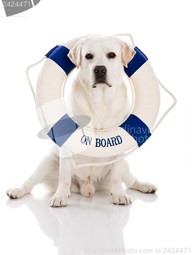 Image of Labrador dog with a sailor buoy