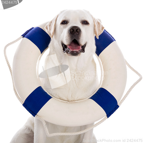 Image of Labrador dog with a sailor buoy