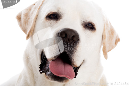 Image of Beautiful Labrador