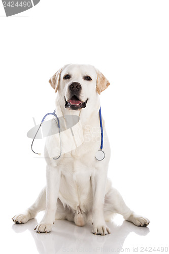 Image of Vet dog