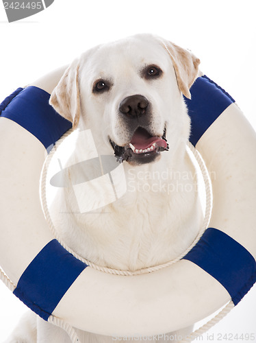 Image of Labrador dog with a sailor buoy