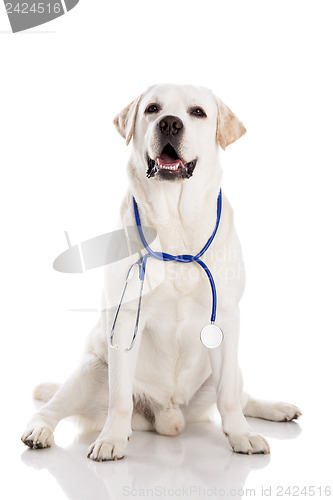 Image of Vet dog