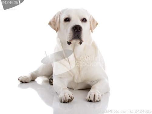 Image of Labrador dog lying on floor