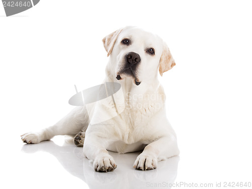 Image of Labrador dog lying on floor