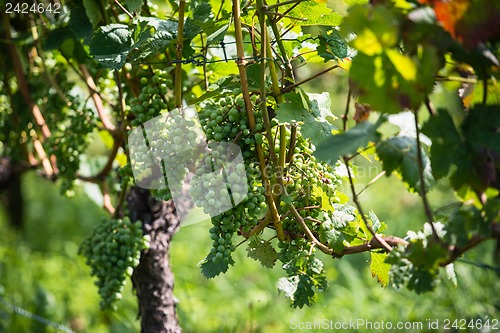 Image of Grapes in a wine yard