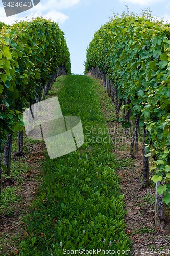 Image of Horizon over endless vines in a row