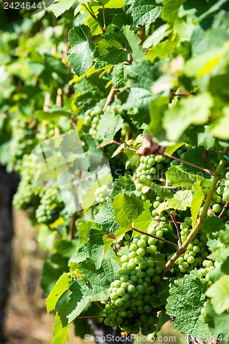 Image of Grapes in a wine yard