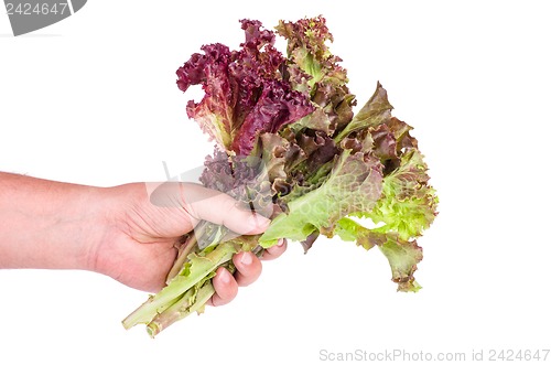 Image of Hand hold bunch of Red leaf Lettuce