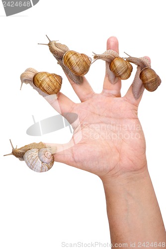 Image of Garden Snails on the human hand