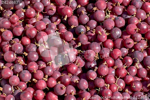 Image of Red gooseberries.