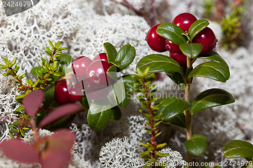 Image of Ripe red cranberries in a forest glade