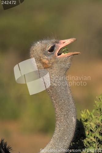 Image of hungry ostrich