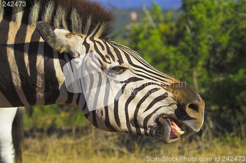 Image of yawning zebra