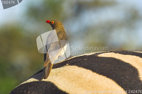 Image of red billed ox pecker