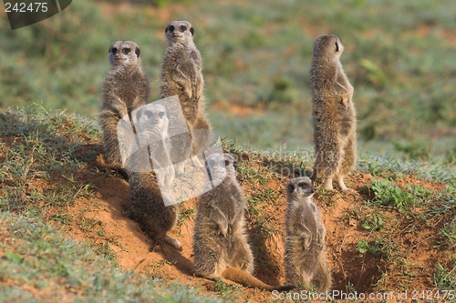 Image of meerkat family