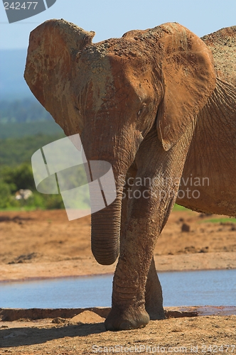 Image of lone elephant