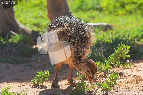 Image of baby ostrich