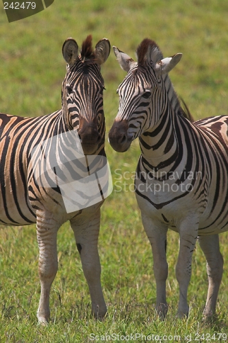 Image of Two zebras
