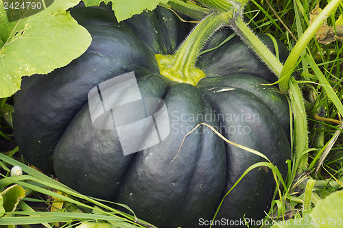 Image of The ribbed gourd