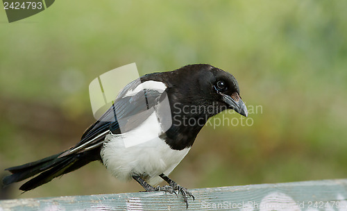 Image of Magpie